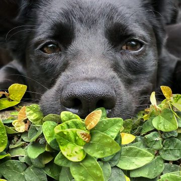 Dali the Colombian farm dog zak monz