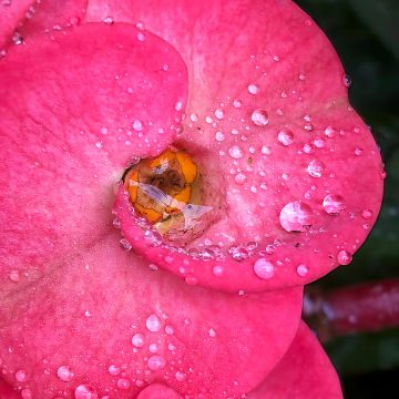 Flora Pink Floral Dew drops by Zak Monz