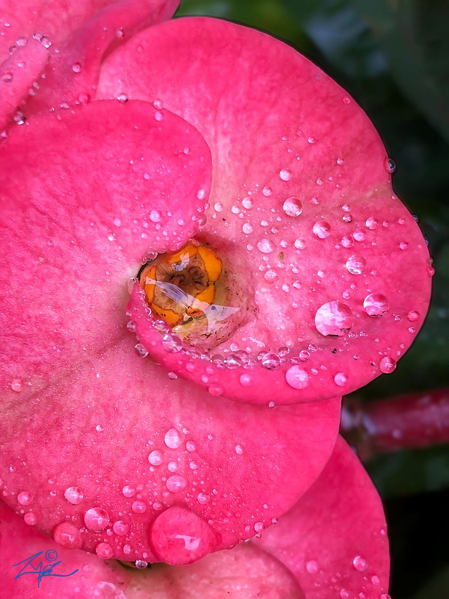 Flora Pink Floral Dew drops by Zak Monz