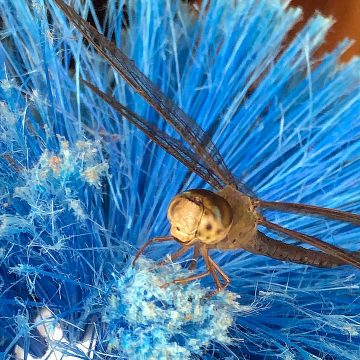 Fauna bugs dragonfly on blue flower Zak Monz