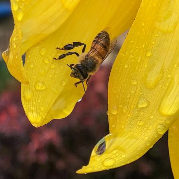 Busy Bee Sunflower Zak Monz