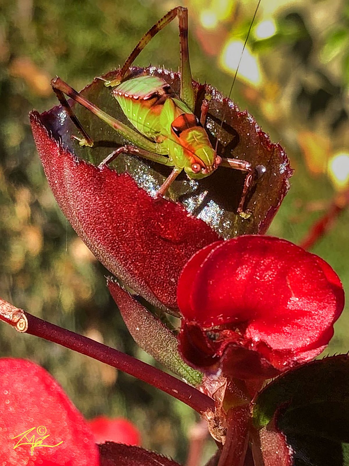 fauna Grasshopper on rose by Zak Monz