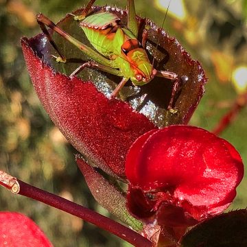 fauna Grasshopper on rose by Zak Monz