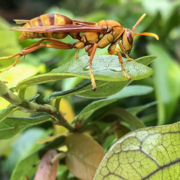 Fauna wasp on leaf by Zak Monz