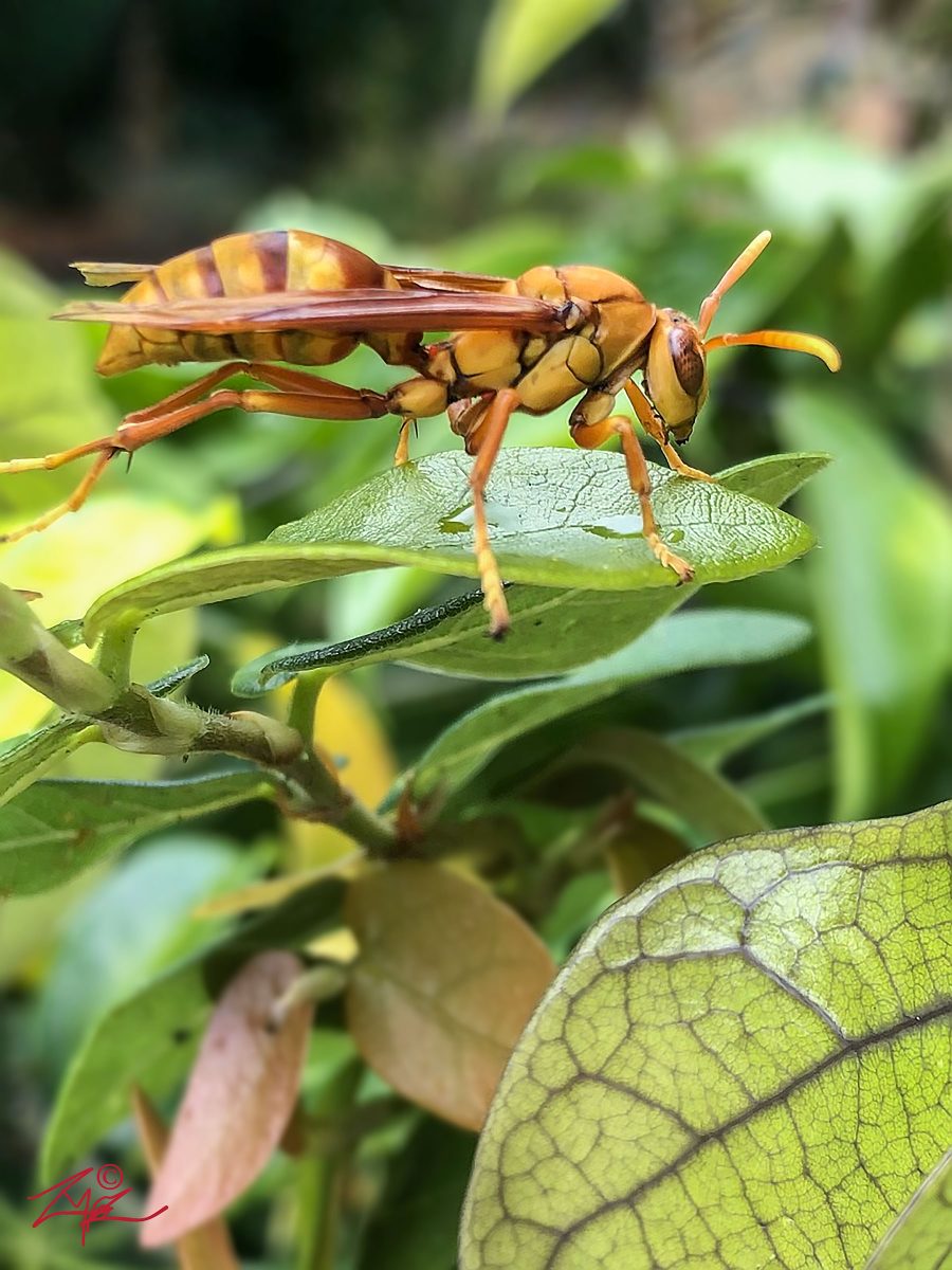 Fauna wasp on leaf by Zak Monz