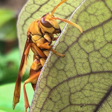 Fauna Wasp on Leaf Zak Monz