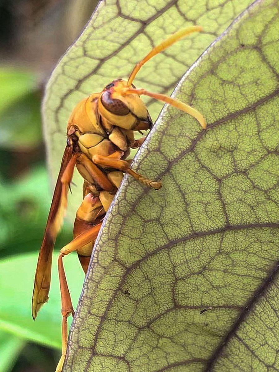 Fauna Wasp on Leaf Zak Monz