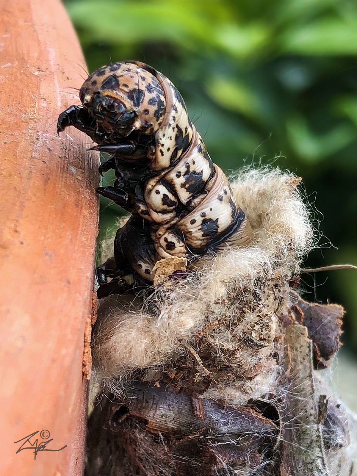 Fauna Caterpillar in husk Zak Monz