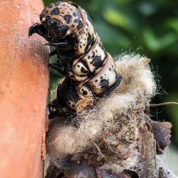 Fauna Caterpillar in husk Zak Monz