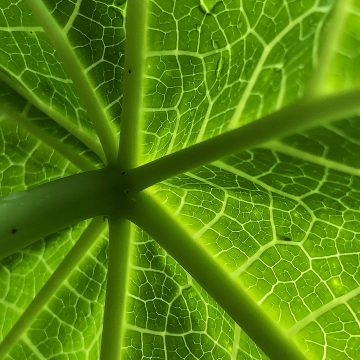 Leafy green veins stems Zak Monz