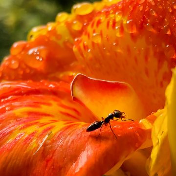 ant on flower zak monz