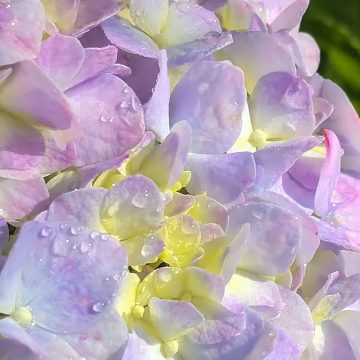 pretty purple flowers zak monz